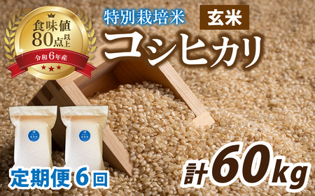 【先行予約】【6ヶ月連続お届け】【令和8年産 新米】南条米 特別栽培米コシヒカリ 真空パック 玄米 10kg(5kg×2袋)×6ヶ月 (計60kg) 福井 甘味