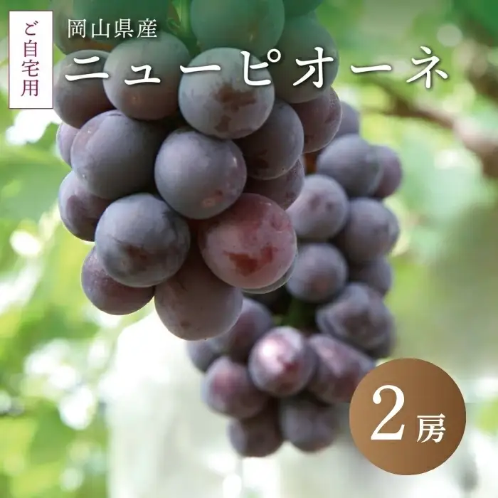 ぶどう 岡山県真庭市産 ニューピオーネ自宅用ぶどう2房 【jujy015-02】