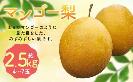 【2026年10月下旬より12月下旬迄順次発送予定】 王秋梨 （ マンゴー梨 ） 約2.5kg （ 4-7玉 ） 梨 フルーツ 