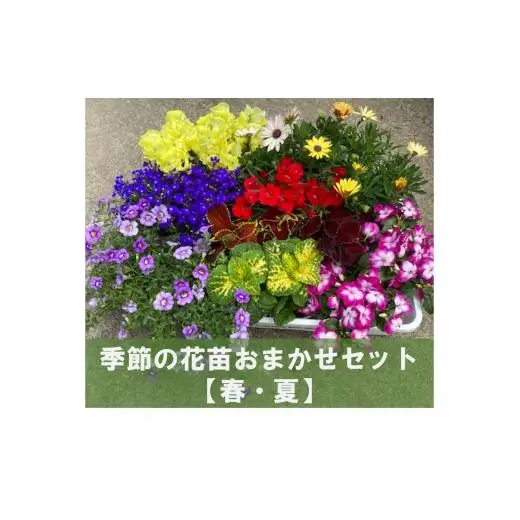 季節の花苗おまかせセット