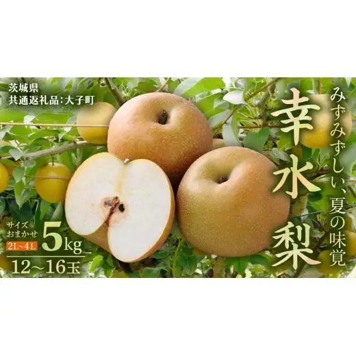 茨城県産 梨 幸水 サイズ おまかせ （2L～ 4L ） 5kg（ 12～16玉 ）【2026年8月中旬発送開始】 (茨城県共通返礼品：大子町)