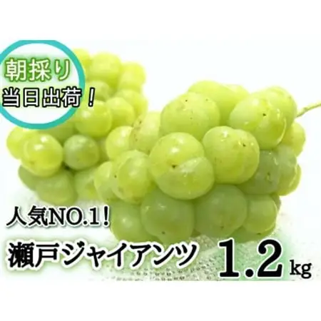 【2027年先行受付】フルーツ王国岡山　朝採り新鮮!人気ぶどう瀬戸ジャイアンツ1.2kg(2～3房)【配送不可地域：離島】【1647732】