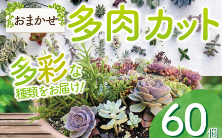 多肉 カット 苗 おまかせ 60個 多肉 植物