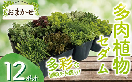 【セダム 多肉植物】12ポットセット