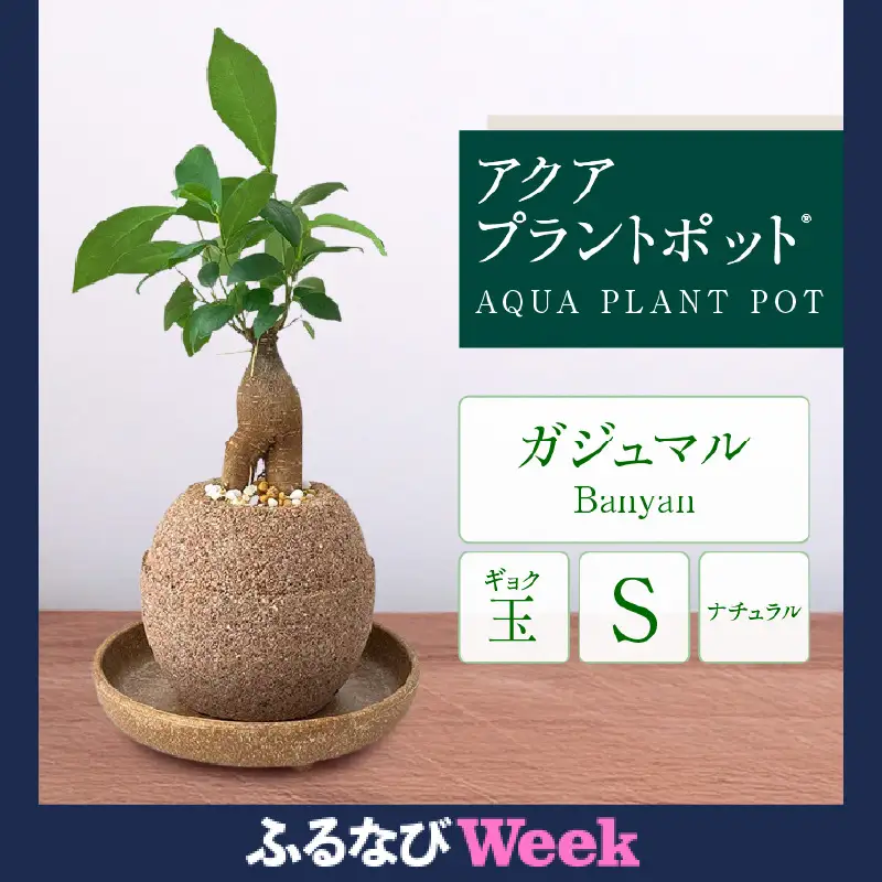 【ふるなびWEEK対象】アクアプラントポット®　玉Ｓ 植木鉢ガジュマル FN-Limited-PR（2341）