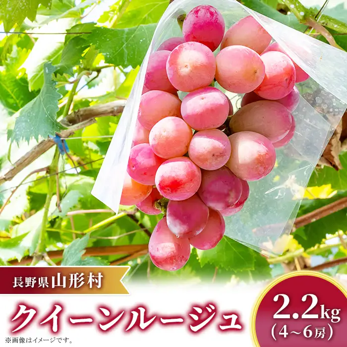 クイーンルージュ 約2.2kg（4～6房）長野県山形村 2414