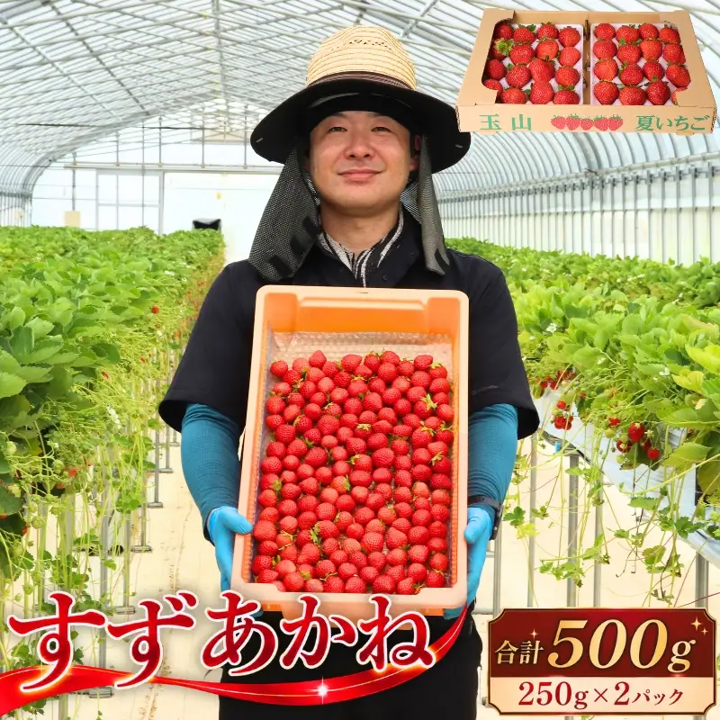 【10月31日まで受付！】いちご すずあかね 250g～300g×2パック 盛岡市 玉山うるおいイチゴ園