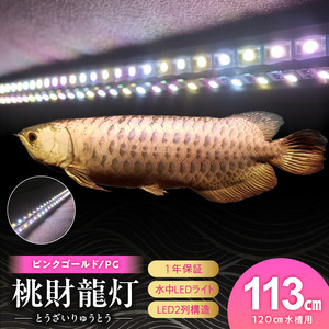 金龍の鱗を美しく照らす!ピンクゴールドの水中アロワナライト|PG120-EX 金龍 ピンクゴールド 照射 水中 アロワナ 水槽ライト テンニングライト LED ライト 照明 水中照明 光 綺麗 美観 強化ガラス 耐久性 1年保証 吸盤 簡単 設置 でんらい インテリア 雑貨 愛知県 小牧市 送料無料 [172C16]