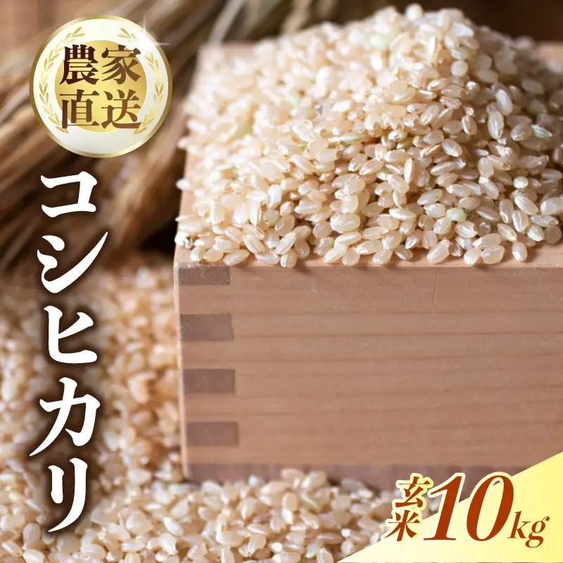 【1週間以内発送】 コシヒカリ 玄米 10kg 令和7年産 玄米 南国市 