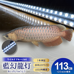 一瞬で綺麗に魅せる!金龍の青を最大限に強調する水中LEDライト|AK120-EX 金龍 専用 ワイルドブルー 青 水中 アロワナ 高輝度 水槽ライト テンニングライト LED ライト 照明 水中照明 光 綺麗 透明感 強化ガラス 吸盤 1年保証 簡単 設置 でんらい インテリア 雑貨 愛知県 小牧市 送料無料 [172C18]