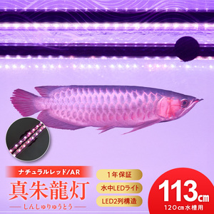 変化を体感!水を赤くせず、紅龍だけ美しく魅せる水中LEDライト|AR120-EX 紅龍 ナチュラルレッド 赤 水中 アロワナ 水槽ライト テンニングライト LED ライト 照明 水中照明 光 綺麗 強化ガラス 吸盤 1年保証 簡単 設置 でんらい インテリア 雑貨 愛知県 小牧市 送料無料 [172C19]