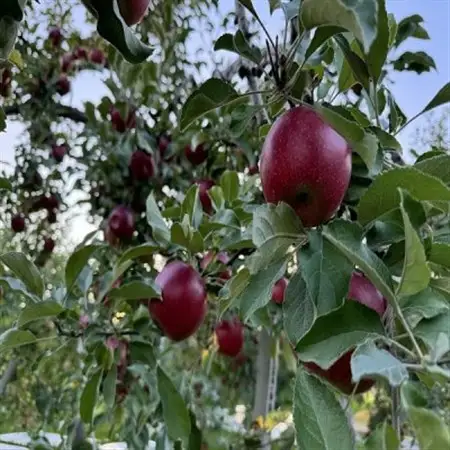 クセになる酸味、お菓子作りに良し!生食でも良し!青森県産　紅玉(こうぎょく)【家庭用】約3kg【配送不可地域：離島】【1650624】