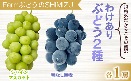 【先行受付2026年発送】わけあり2種のぶどうセット（シャインマスカット、種無し巨峰）各１房 、合計2房（900g以上）　｜清水農園 ※2026年9月上旬以降発送予定※月曜日、金曜日の発送はお休み