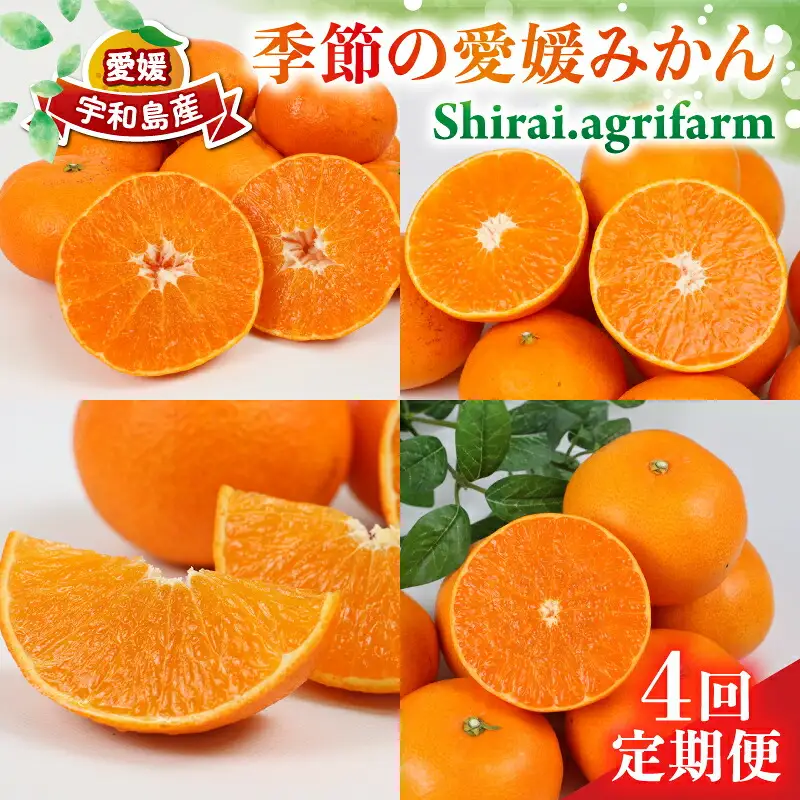 季節の 愛媛みかん 4回定期便 Shirai.agrifarm 愛果28号 まどんな 【紅まどんな と同品種】 甘平 せとか 愛果48号 B090-115010