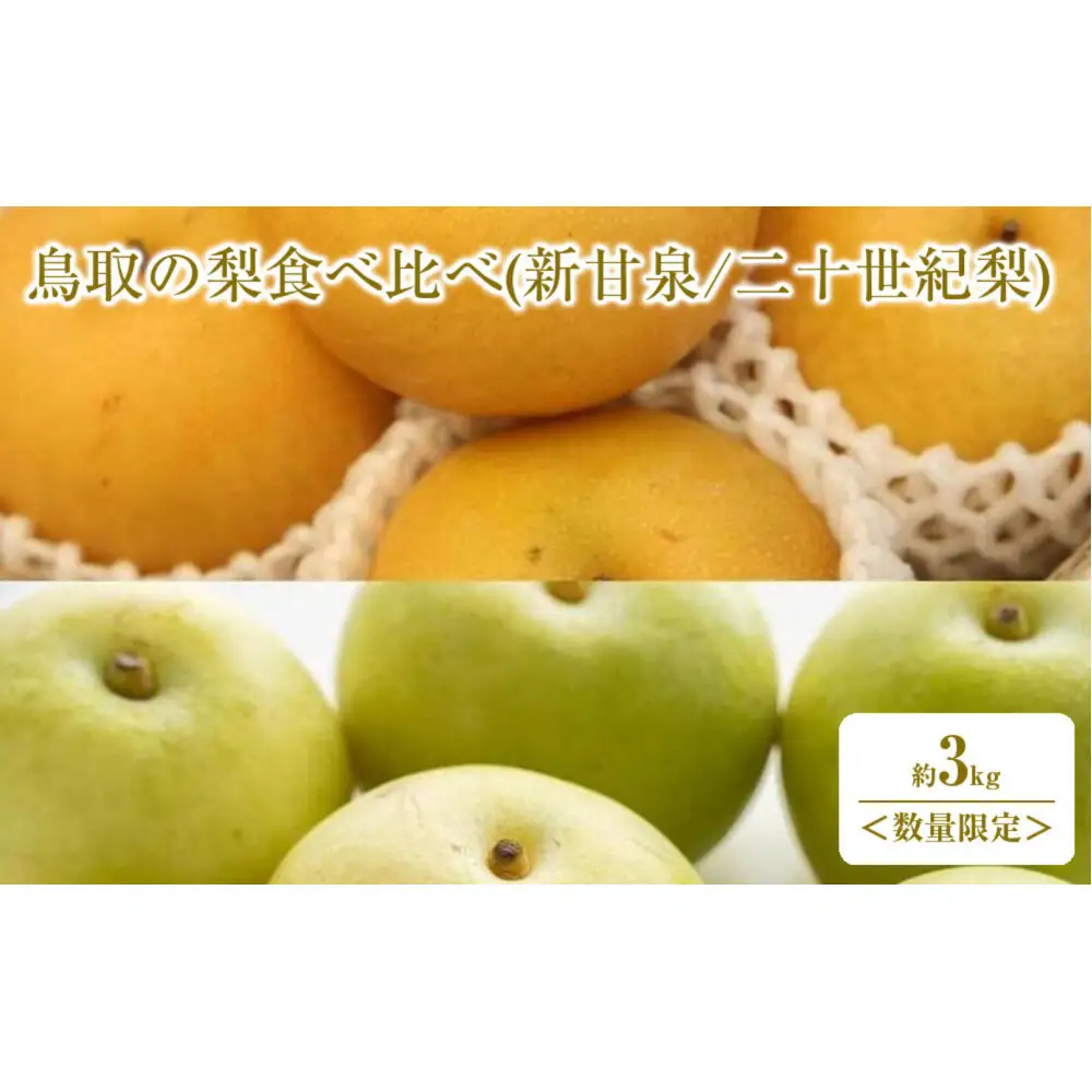 ＜数量限定＞＜2026年8月下旬以降順次発送予定＞鳥取の梨食べ比べ(新甘泉/二十世紀梨・計約3kg) 【鳥取県 境港市】