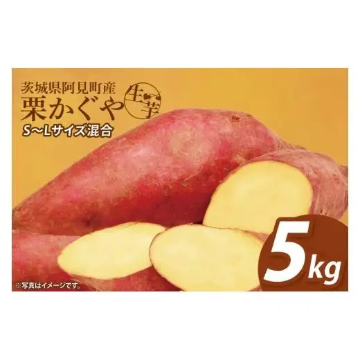 さつまいも くりかぐや 5kg 甘藷 先行予約 甘い さつま芋 サツマイモ 薩摩芋 栗かぐや 生芋 ほくほく 茨城県産 茨城県 阿見町【2026年12月上旬より順次発送予定】(90-01)