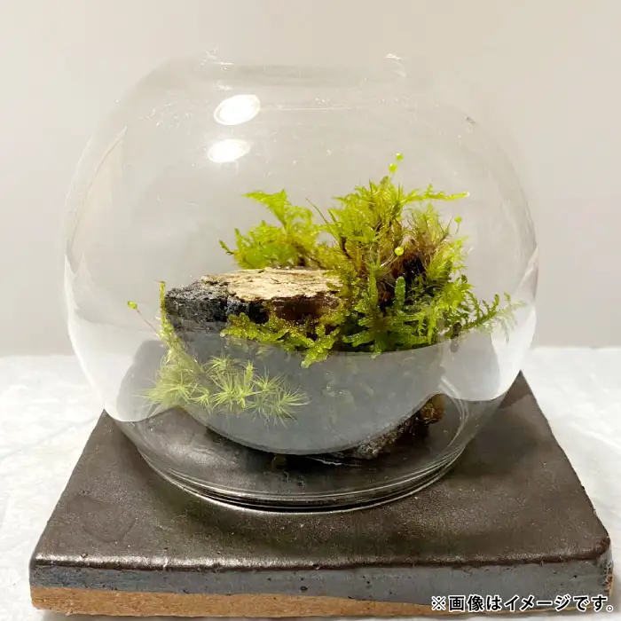 苔のしずく【 苔 こけ テラリウム 飾り インテリア お洒落 唯一無二 自然 】