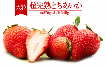 いちご【1月以降発送】朝採れとちあいか 大粒 約270g×2パック 合計 約540g |イチゴ いちご