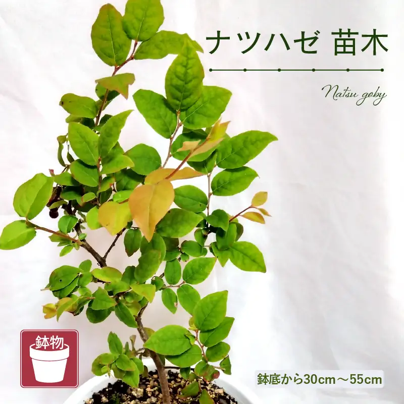 【先行予約】ナツハゼ苗木（鉢物）鉢底から約30～55cm 【2027年4月中旬以降順次発送予定】 [m47-a027]
