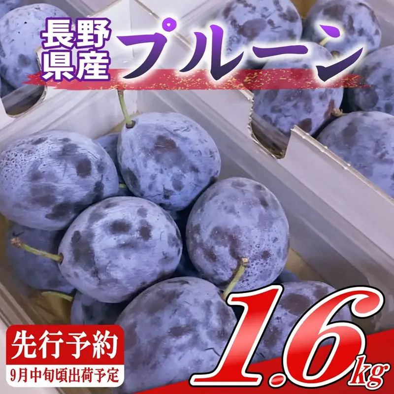プルーン約1.6kg（400g×4パック）【先行予約・2026年9月上旬～中旬発送】（北海道・沖縄・離島は配送不可）　サンプルーン　果物　フルーツ　くだもの　生プルーン　プルーン栽培発祥の地　信州　長野県　佐久市　産地直送　旬彩