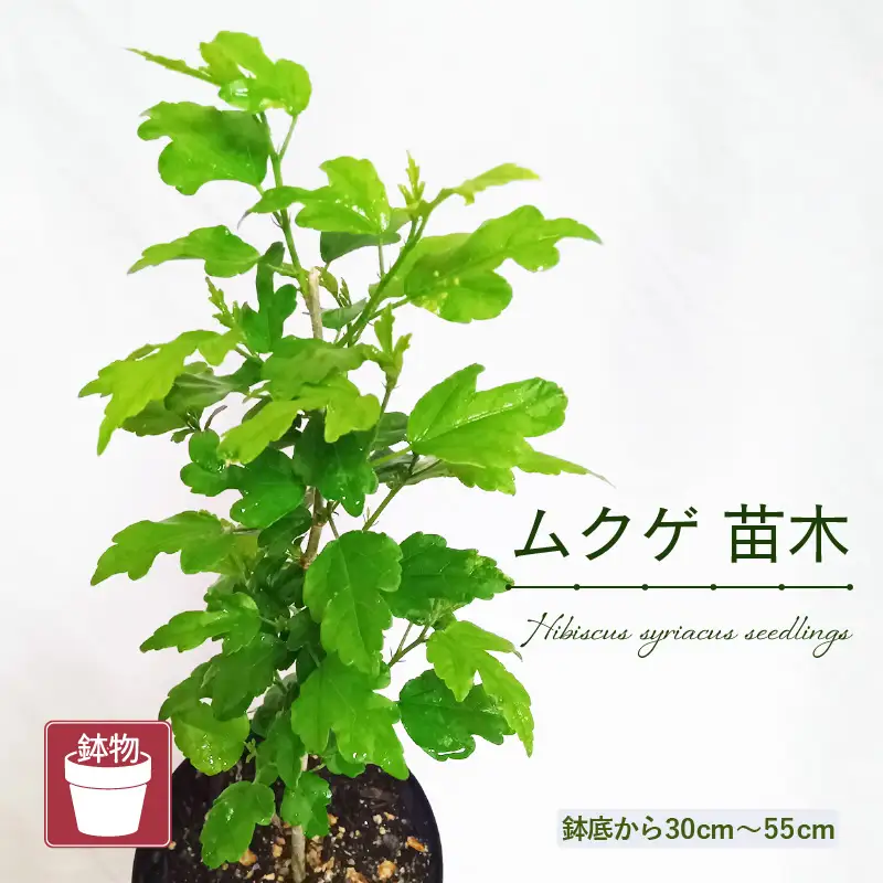 【先行予約】ムクゲ苗木 (鉢物) 鉢底から約30～55cm 【2027年4月下旬以降順次発送予定】【 むくげ お花 フラワー 苗 観葉植物  園芸】 [m47-a019]