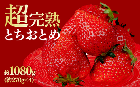 いちご【1月以降発送】朝採れとちおとめ レギュラーサイズ 約270g × 4パック 合計 約1080g |イチゴ いちご