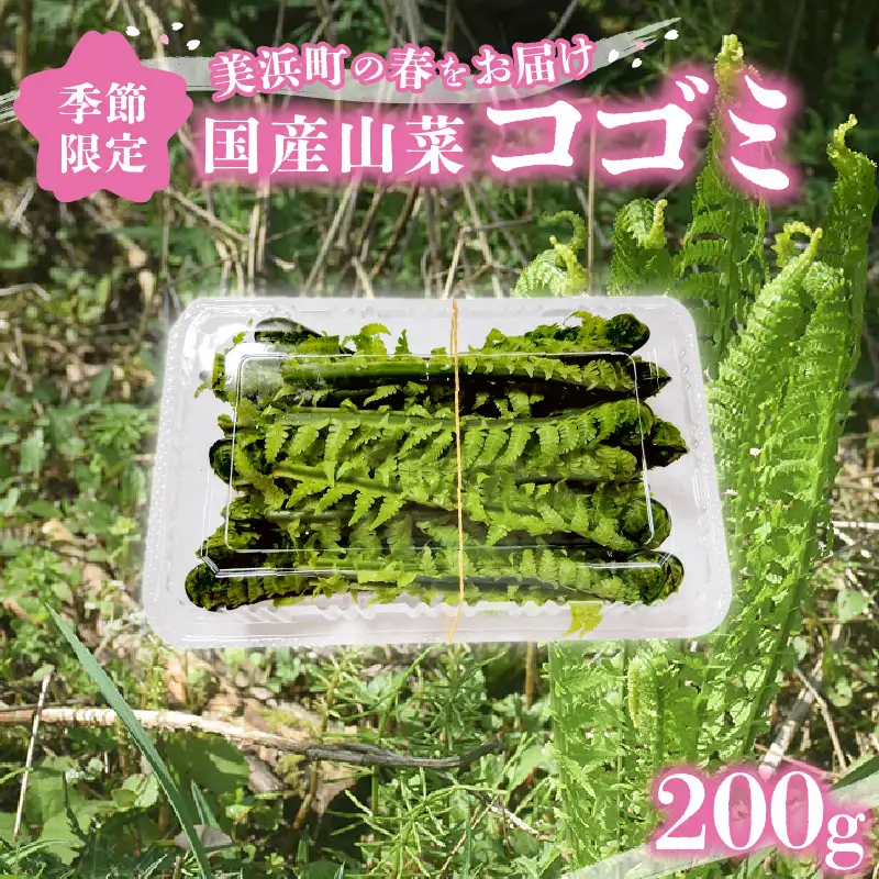 【先行予約】【季節限定】国産山菜 コゴミ 美浜町の春をお届け【2027年3月下旬以降順次発送予定】【こごみ  山菜 】 [m47-a025]