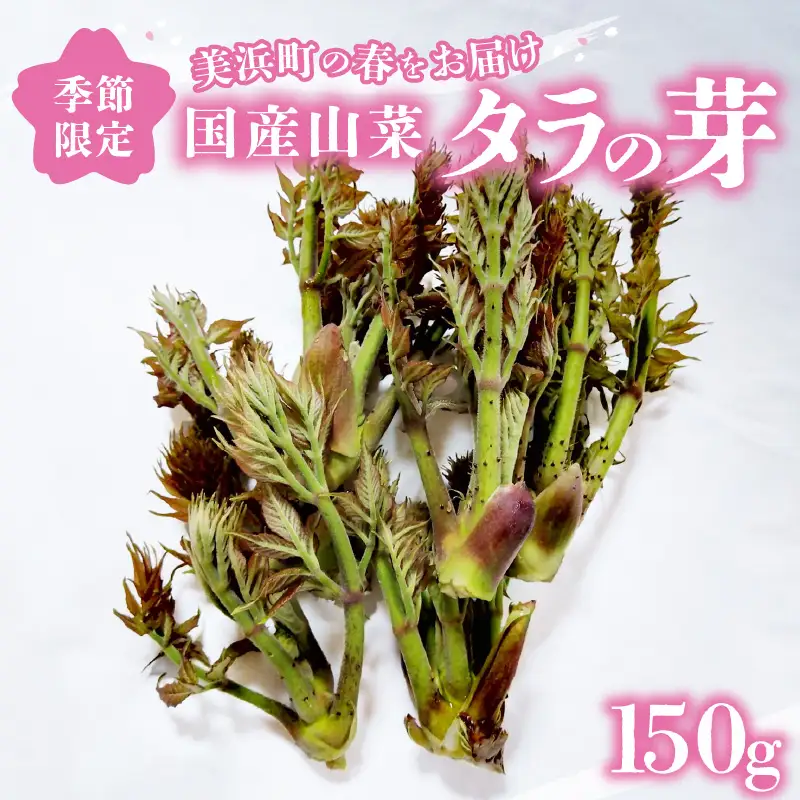 【先行予約】【季節限定】国産山菜 タラの芽 美浜町の春をお届け【2027年3月下旬以降順次発送予定】【 山菜 たらの芽 】 [m47-a026]