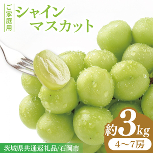 【2026年9月上旬～10月中旬発送】シャインマスカット家庭用約３kg（4～7房）【茨城県共通返礼品/石岡市】（MF-10）