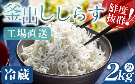 【冷蔵】釜出ししらす(ちりめん) 約2kg【ちりめん ちりめん ちりめん ちりめん ちりめん ちりめん】 mu-0011