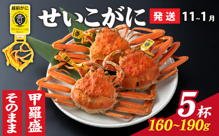 【先行予約】選べる！美味しさ直送【成前特選】せいこがに（160g～190g）×5杯【11月～1月発送】 [G-028043] / せいこがに