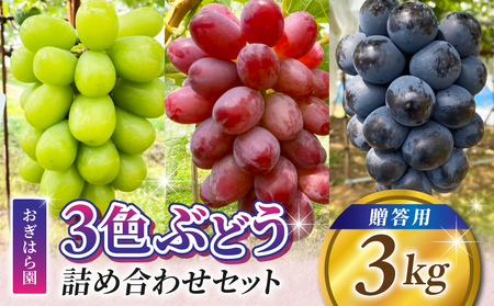 先行受付2026年発送【おぎはら園】農家直送！贈答用3色ぶどうの詰め合わせセット 3kg（6～10房）｜シャインマスカット、種なし巨峰、ナガノパープル 、クイーンニーナ、クイーンルージュ(R)など　※2026年9月中旬～10月上旬順次発送