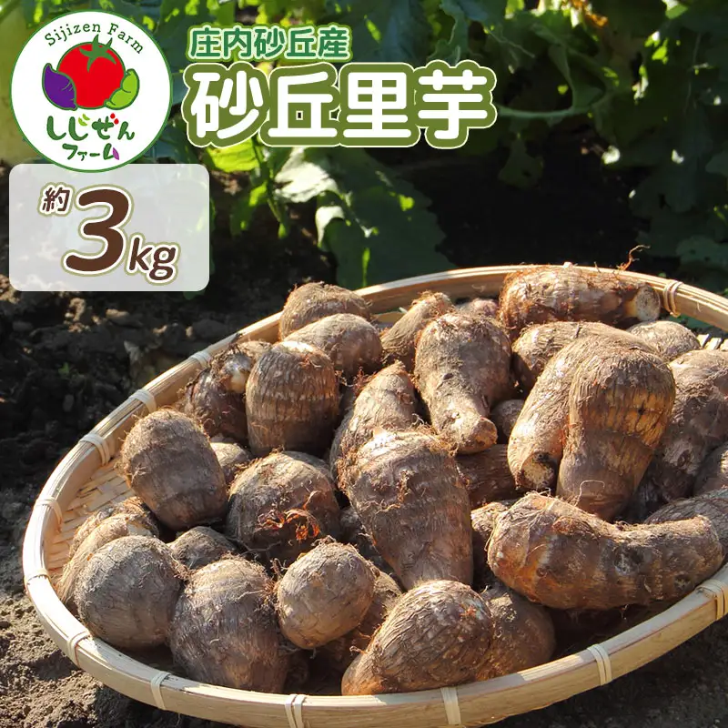 【令和8年産先行予約】　庄内砂丘里芋　約3kg　山形県鶴岡市　しじぜんファーム　| 里芋 さといも サトイモ 野菜 やさい 新鮮野菜 3キロ 産地直送 おすすめ 人気 お取り寄せ 返礼品