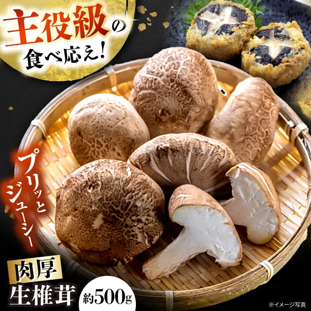 【11月から順次発送】肉厚生椎茸 しいたけ（菌床）約500g  / 株式会社フラットフィールド[BBEE001]