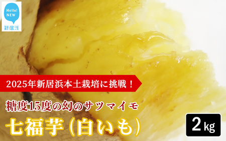 【先行予約】【数量限定】 新居大島の遺伝子を受け継ぐ幻のさつまいも 「七福芋（白いも）」 新居大島原産・本土栽培品 2kg