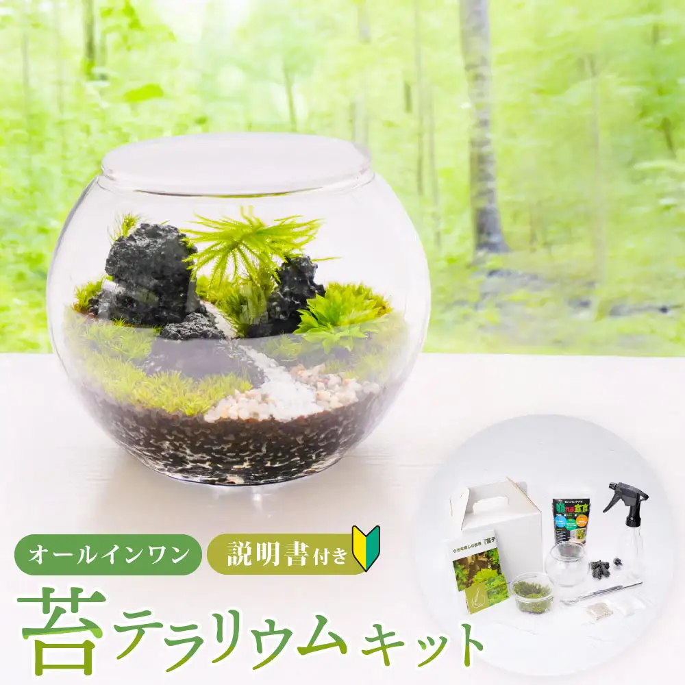 癒やしと安らぎ 苔テラリウムキット 