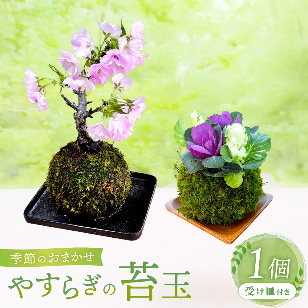 やすらぎの苔玉×1個 季節のお任せ苔玉 受け皿付き 