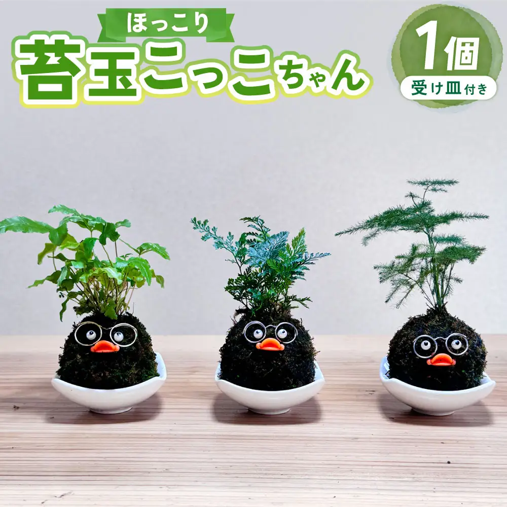 ほっこり 苔玉こけだまこっこちゃん×1個 受け皿付き 