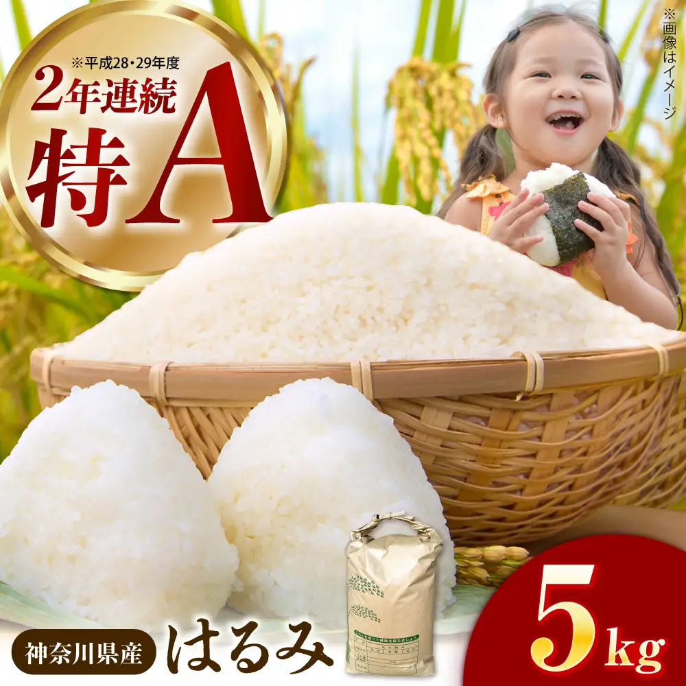 精米 はるみ 5kg 米 [BDBB002] 