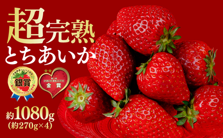 いちご【1月以降発送】朝採れとちあいか レギュラーサイズ 約270g × 4パック 合計1080g |イチゴ いちご