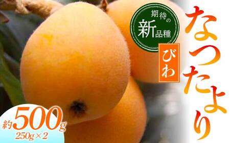 【先行予約 2027年5月～6月頃お届け】【香川県共通返礼品】なつたよりびわ 約500g 250g×2 びわ なつたより 大玉 柔らかい 香川県共通返礼品 食品 名産 四国 香川 F5J-1031