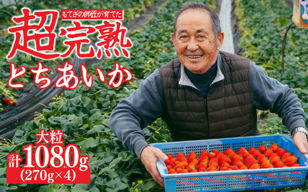 いちご【1月中旬以降発送】朝採れとちあいか 大粒 約270g × 4パック 合計 約1080g |イチゴ いちご