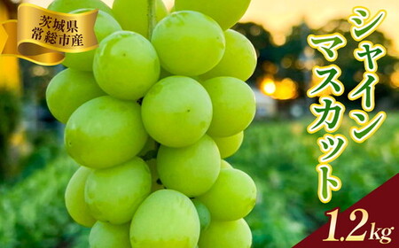 茨城県常総市産 シャインマスカット 約1.2kg｜ぶどう ブドウ 葡萄 果物 フルーツ 贈り物 ※2026年8月中旬～9月中旬頃に順次発送予定