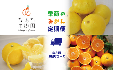 なるた果樹園 みかん 定期便 C 土佐文旦 小夏 温州みかん ぶんたん みかん