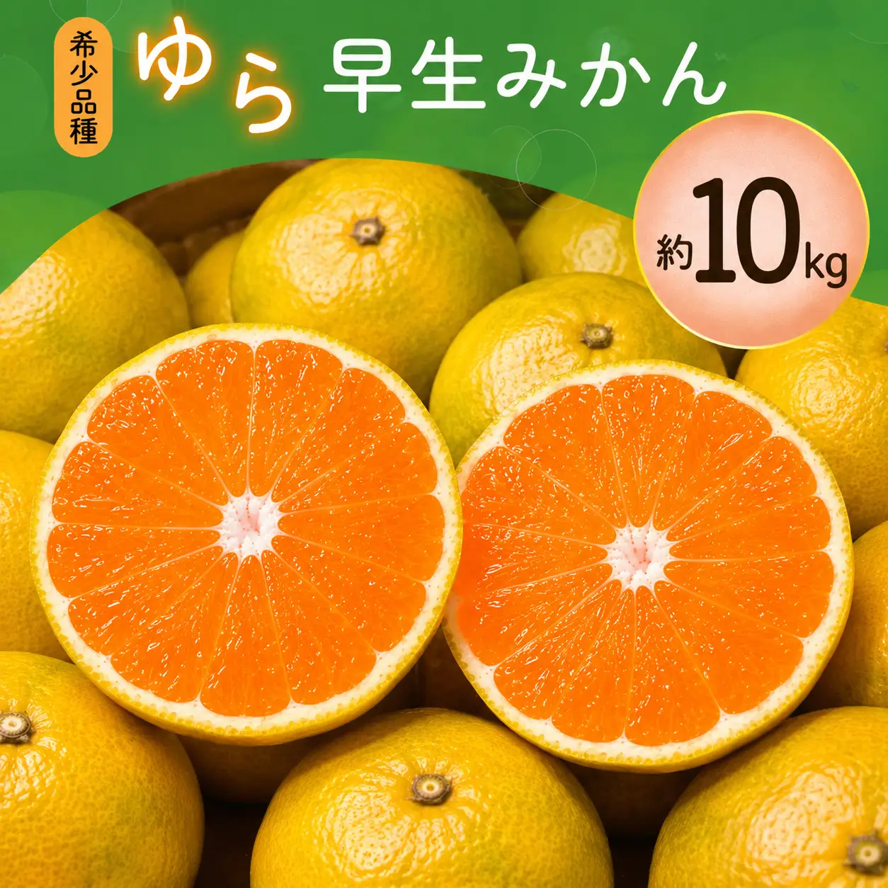 【訳あり・ご家庭用】【農家直送】甘くて濃厚！希少品種 ご家庭用 ゆら早生みかん  約10kg サイズ混合  有機質肥料100% 【2026年10月上旬～10月下旬頃順次発送予定（お届け日指定不可）】【CE-nuk110D】