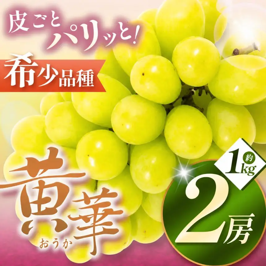 【先行受付】松本生まれの品種 ぶどう 黄華 (おうか) 2房 約1kg