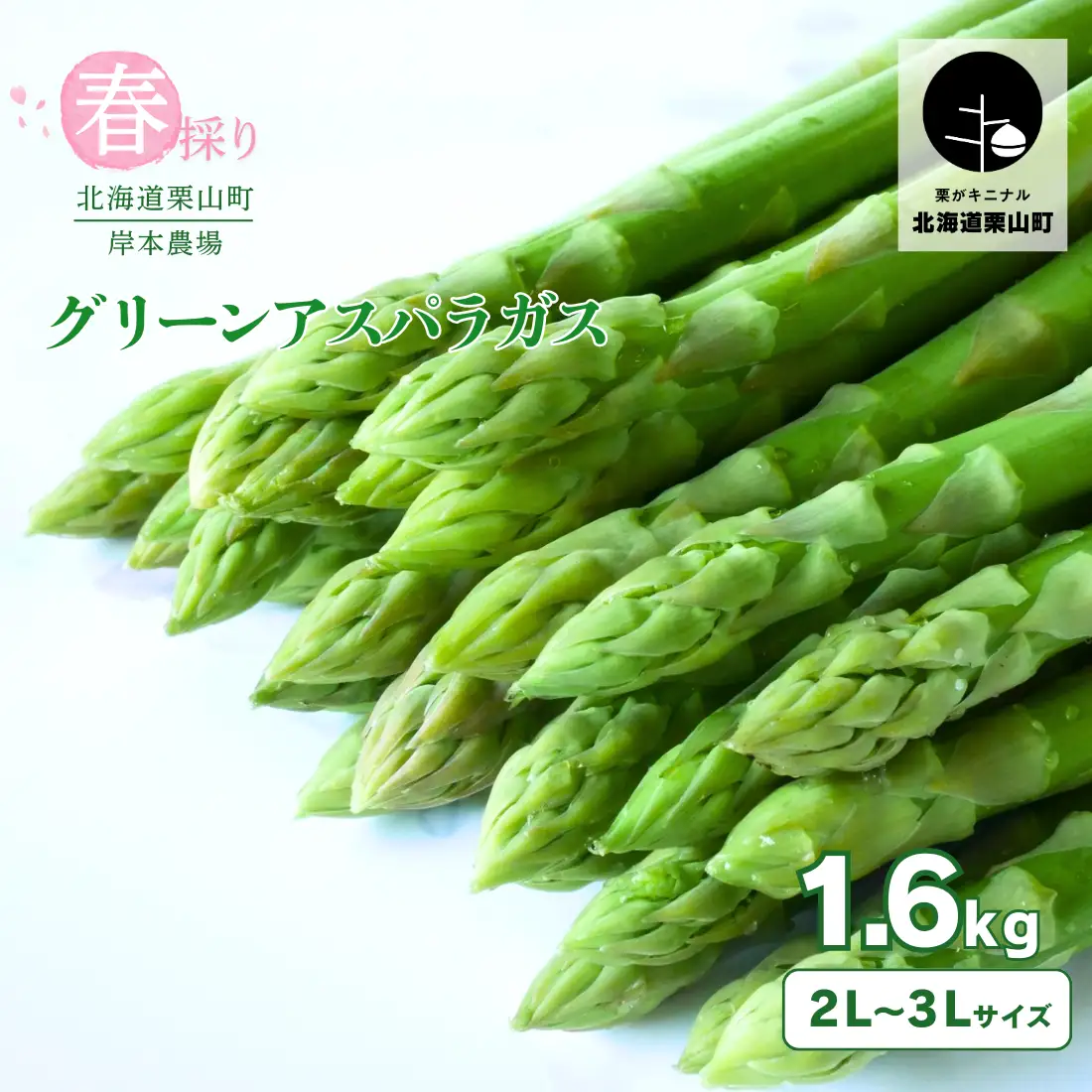 【2027年度産 先行予約】極太 北海道産 春採りグリーンアスパラガス 約1.6kg 3L～2L 岸本農場