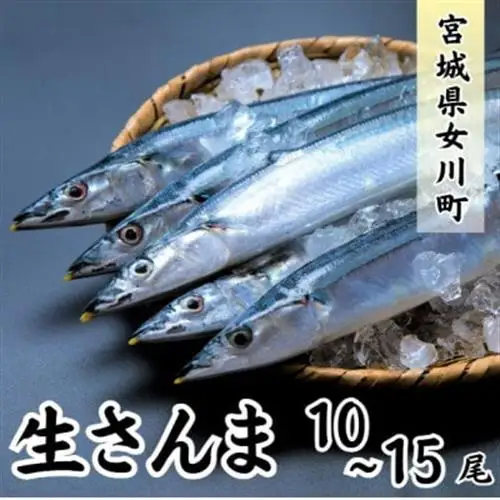 生さんま　10～15尾【配送不可地域：離島・北海道・沖縄県・信越、北陸・近畿・中国・四国・九州】【1642728】