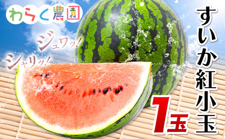 すいか 紅小玉 1玉 わらく農園《2027年7月上旬-7月下旬頃出荷》熊本県 津奈木町 青果物 すいか 西瓜 スイカ 果物 フルーツ