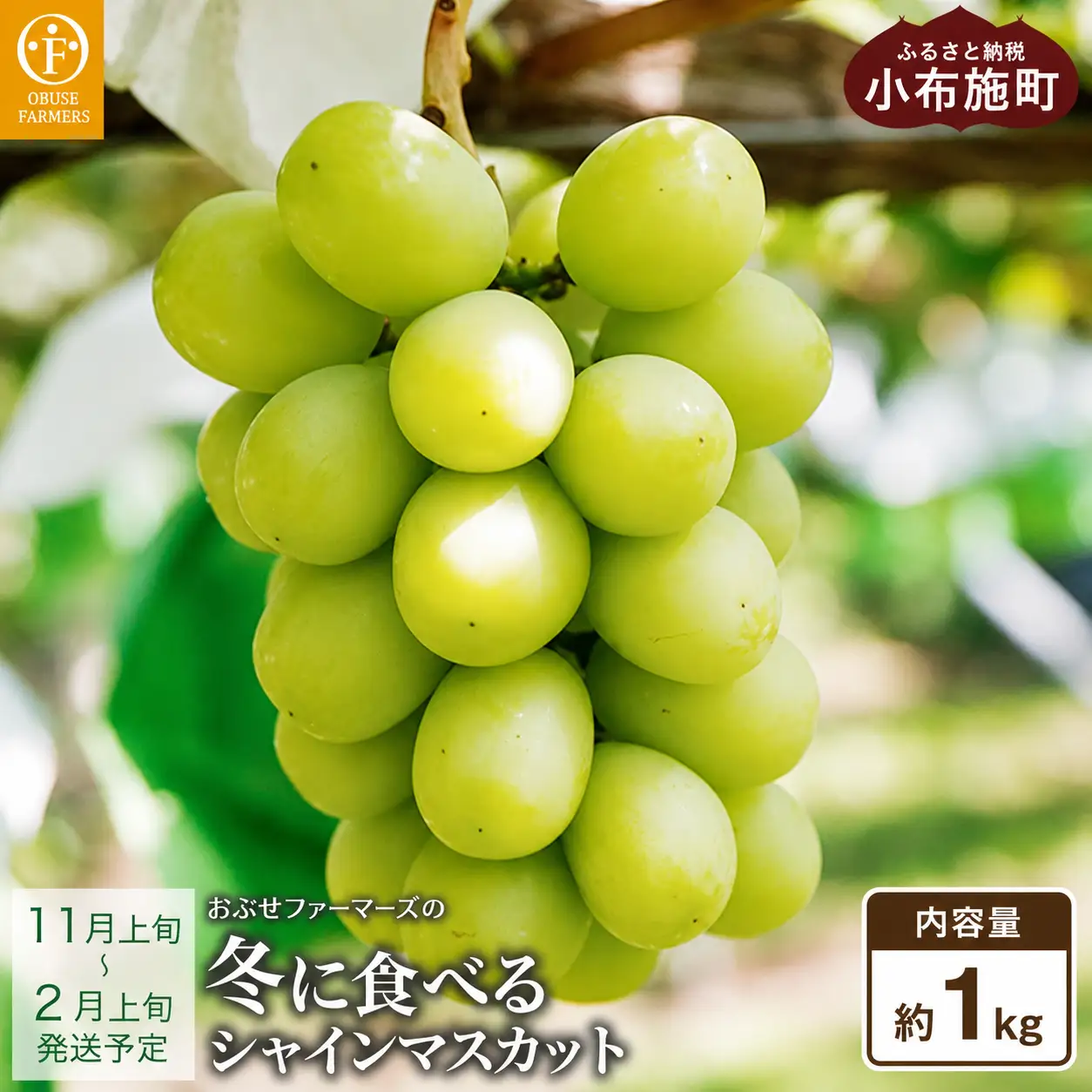 冬に食べるシャインマスカット 約1kg 2房［ おぶせファーマーズ ］ぶどう フルーツ 果物 【2026年11月上旬～2027年2月上旬発送】［F-535］